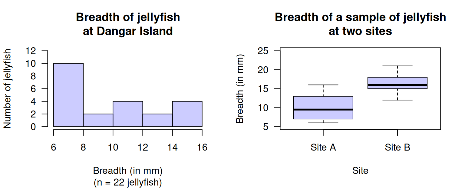 Left: a histogram of the breadth of jellyfish at Dangar Island. Right: a boxplot of the breadth of jellyfish at two sites.